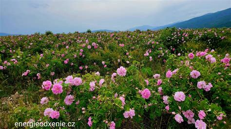 Bulharské ružové údolie