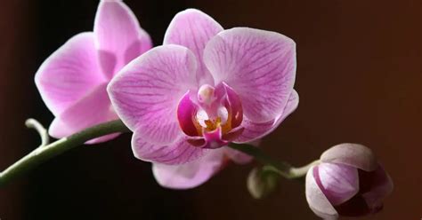 Orchidea na okne s nepriamym svetlom