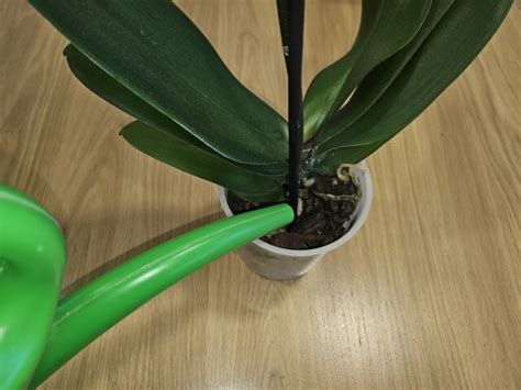 Ponorenie orchidey do vody na polievanie
