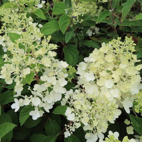 Súkvetia hortenzie Silver Dollar v rôznych štádiách kvitnutia