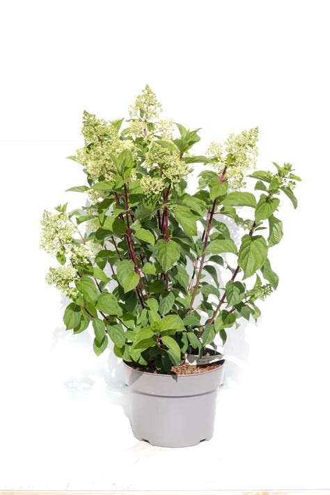 Hortenzia Silver Dollar v záhradnom dizajne