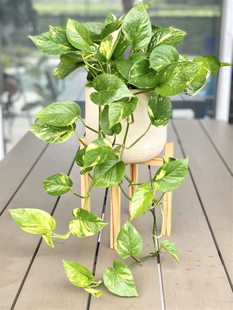 Golden Pothos s charakteristickými listami