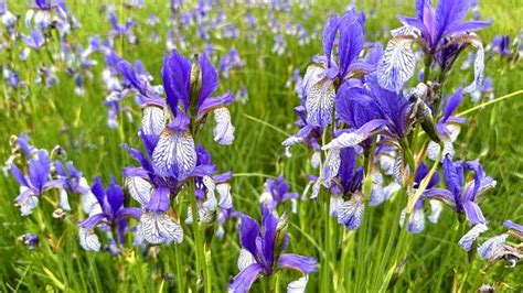 Kosatec v plnom kvete