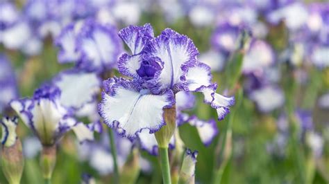 Kosatce pri jazierku