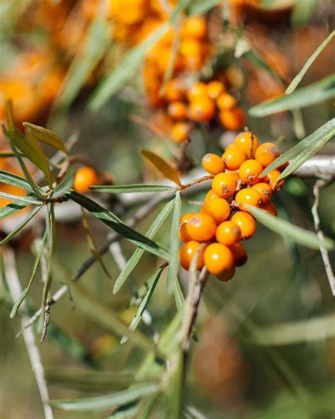 Vysadený rakytníkový ker s oranžovými plodmi