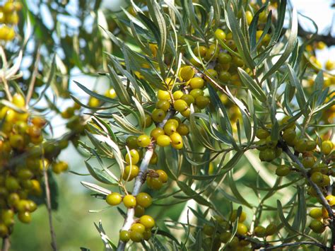 Schéma správneho umiestnenia samčích a samičích rastlín rakytníka