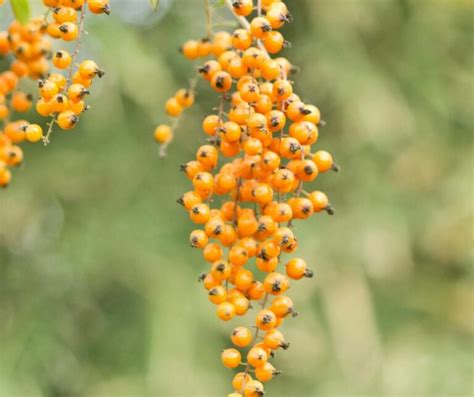 Zrelé plody rakytníka na konári