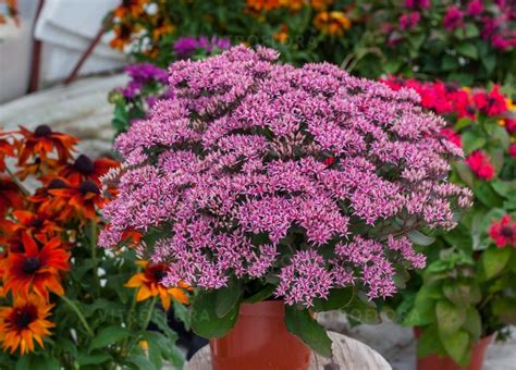 Rozchodník nádherný s jesennými kvetmi