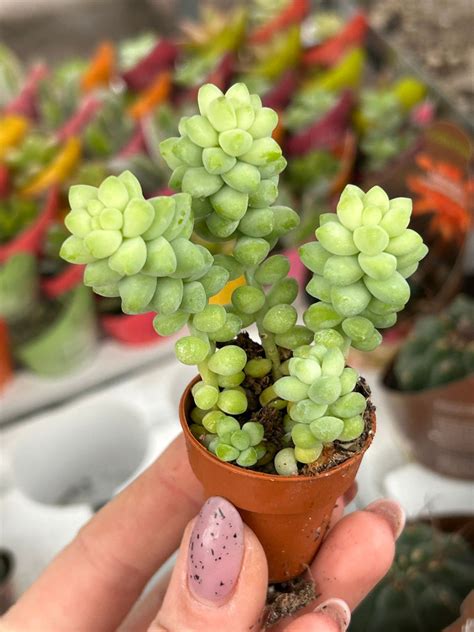 Detail listov rozchodníka morganov (Sedum burrito)