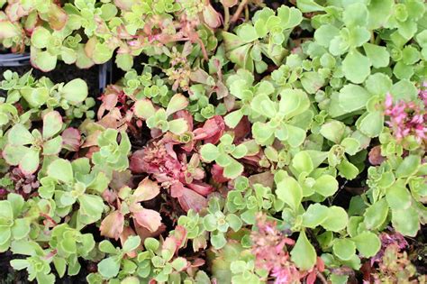 Rozchodník pestovaný v črepníku doma