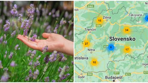 Ilustračná fotografia rastliny rumančeka