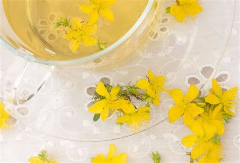 Ilustračná fotografia ľubovníka bodkovaného