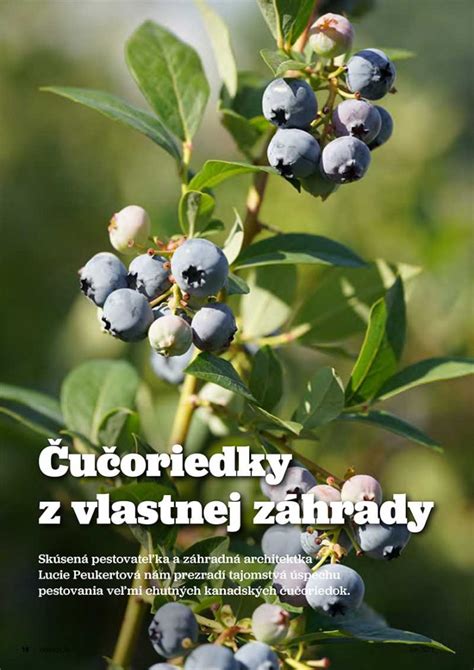 Schéma správneho hnojenia čučoriedok