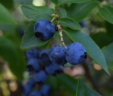 Vizualizácia správneho strihania čučoriedok