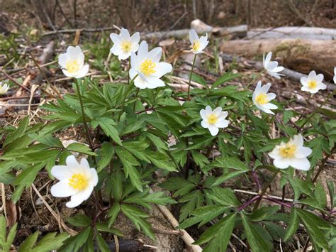 Veternica hájna v jarnom lese