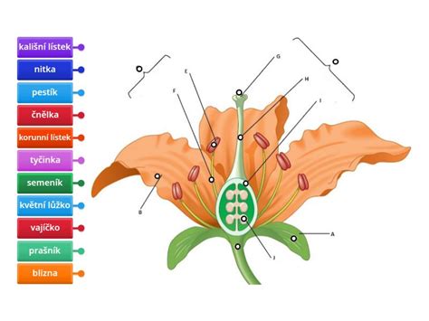 Detail kvetu veternice hájnej