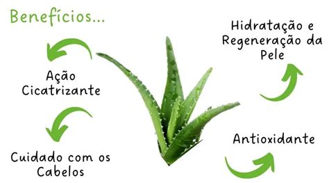 História Aloe Vera