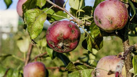 Obrázok jablone napadnutej chrastavitosťou