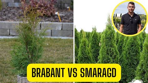 Porovnanie tují Smaragd a Brabant