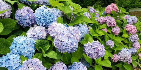 Fotografia vošiek na rastline