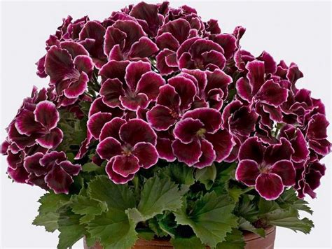 Rôzne druhy muškátov v kvetináčoch