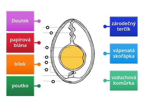 Schematický nákres stavby semena nahosemennej rastliny