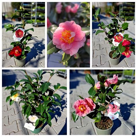 Kvety kamélie rôznych farieb