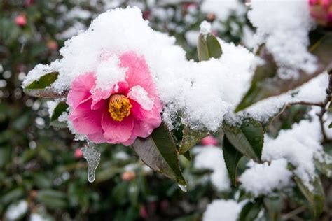 Mrazuvzdorná kamélia v záhrade