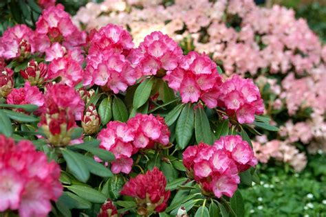 Rododendron v polotieni