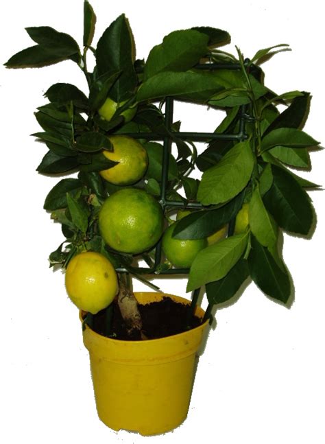 Citrus 'Lara' s plodmi