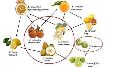 Graf teplôt pre pestovanie citrusov