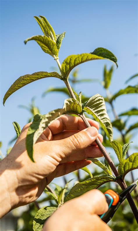 Odrezky budleje pripravené na zakorenenie