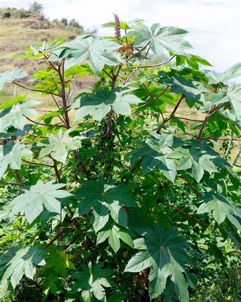 Ricinus communis listy a kvety