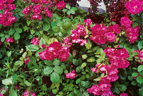 Ruže rôznych farieb a ich význam