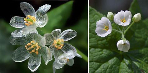 Sklenený kvet (Diphylleia grayi)