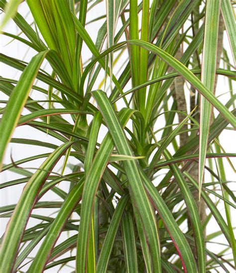 Dracaena marginata v interiéri