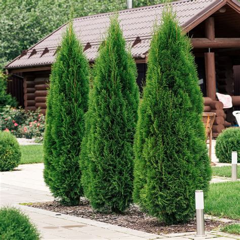 Štruktúra listov Tuja Smaragd