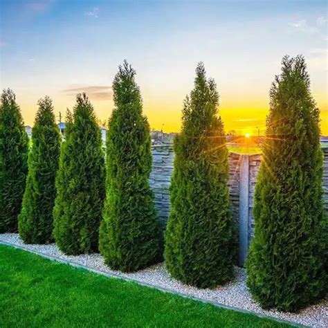 Infografika porovnanie výšky rastu Tuja Smaragd v priebehu rokov