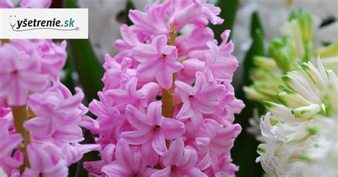 Výsledný voňavý papierový kvet