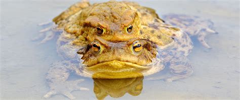 Migrácia žiab na miesta rozmnožovania