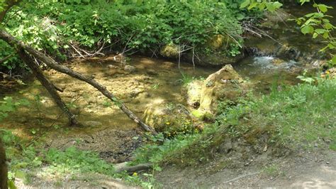 Slovenská príroda s výskytom žiab