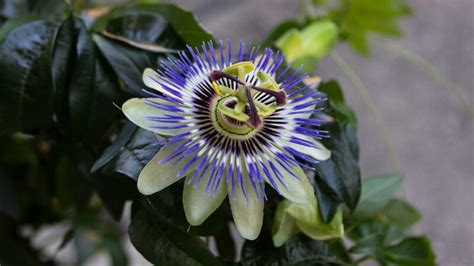 Pestovanie mučenky v nádobe