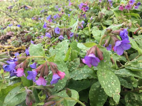 Pľúcnik lekársky v prírode