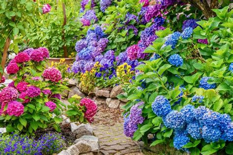 Zmena farby kvetov pľúcnika