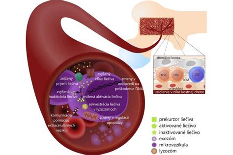 Grafické znázornenie obsahu vitamínov v šípkach