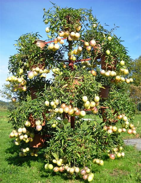 Pepino rastlina s plodmi