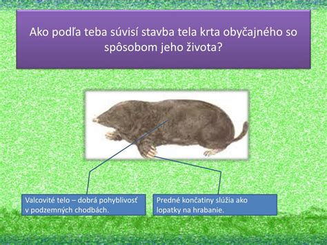 Štruktúra tela krtka