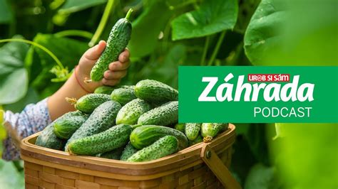 Výsev semienok uhoriek do sadbovača