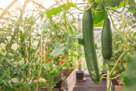 Zavlažovanie uhoriek v skleníku