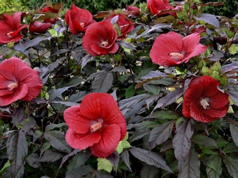 Rôzne druhy ibištekov